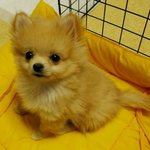 우리집도토리 성장기 :) - 귀염둥이 포메임