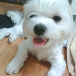 ♥저는 소지섭강아지에요♥