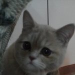 슈렉고양이 닮은 우리 냥이를 소개해욤 이히히히