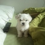 ★★귀염터지는 얼짱말티 <b>요미</b>(사진多多)★★