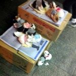 ♥♥♥완전기요미돼끼<b>토핑</b>♥♥♥
