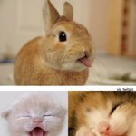 [엉니] 긔<b>요미</b>들+_+