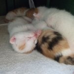 길냥이ㅡ>마당냥이 끼양이의 5마리 <b>아가</b>들 1달간 성장기<2탄>