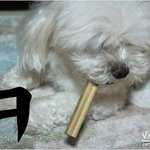 ★★★ 거지견에서 흔견으로 ★★★★ /스압주의 @  (*스크롤줄임+사진추가*)