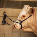 <b>미국산</b> 쇠고기 어떻게 생각하시나요???