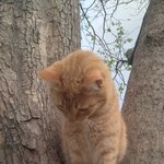 고양이 <b>분양</b> 받으실 분 없나요..? 사진 있어요.