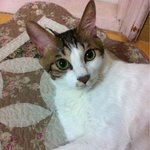 고양이계 대표꽃미남 막내동생코코를 소개합니다~