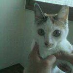★★저희집 고양이 <b>베베</b> 좀 찾아주세요★★