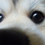 #3탄!! 우리 아가 말복이에요^^*