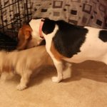 [2탄] <b>새침</b>떼기 비글과 꺼벙한 코카스파니엘을 키우는