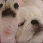 ♡(제2탄)<b>수원</b>댁 페키니즈 랑군이야기♡