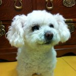 태어나서 난생 처음보는 개의 행동임. 동영상有