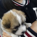 ★☆★강아지뺏어간모르는할머니ㅡㅡ★☆★