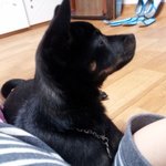 사랑스러운 우리 개아들 김콩이를 소개합니다^^(추가)