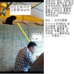 요즘 <b>고냥</b>이들은..