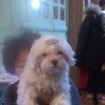 {사진有} 창원에서 개를 찾습니다. <b>창원시</b> 팔용동 주민분들!! 특히...