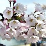 여러분 벚꽃이 어느나라 <b>식물</b>인지 아시나요?