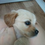 정로라 강아지 <b>주인분</b>을 찾아요!!!!!!!!!!!!!!