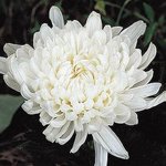 현재 창천동 피해자 블로그 상황