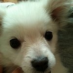 ★★★저희집 강아지가 장애견이래요★★★(사진有)