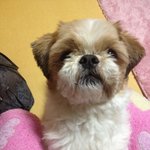 (스압有)우리집 완전 얼짱 <b>시츄</b> 토토를 소개합니당♥