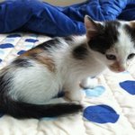 찌롱이추가! ) 비글고양이 소개함