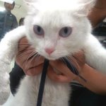 터키쉬앙고라 고양이 <b>무료</b>분양해요