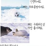 인간들에 의해 멸종당한 <b>하프</b>물범