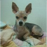 !!!!!!!!!!!05월03일 서울시 강동구 , 송파구 털짧은...