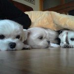 ■■■■말티즈 3총사■■■■