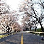 [경상남도 하동] ‘혼례길’로도 유명한 십리벚꽃길