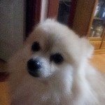 <후기>본오동에서 사라진 7년정도 된 수컷 포메라<b>이언</b>을 찾습니다