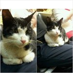 ★냥이 주인을 찾습니다.(부산 해운대)★
