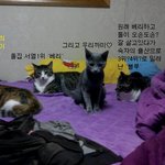 ★★★2탄 러시안블루 개냥이 까<b>미</b>에요★★★★