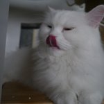 ● 예쁜 고양이 보고가세요^0^  건대에 있는 고양이<b>다락방</b>! ●