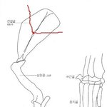 사진有)저희 강아지가 삽살개에게 물렸습니다.배째라는식의 삽살개주인...