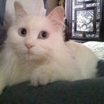 완전<b>미묘</b>~울 별이(냥이)