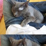 [<b>인천</b>]유기고양이 주인이나 데리고 가주실 착한분!!