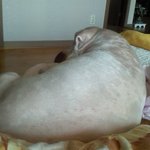 [사진有]★비만견and<b>노견</b> 소개★