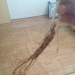 <b>산삼</b>먹었음....