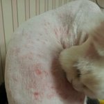 (후기) 정말급합니다..분양사기같은데 도와주세요ㅠㅠ