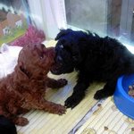 ★(사진有)우리집강아지는 명품★