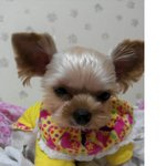 사진有 ★ 일년내내 겨울잠자는 개 ★