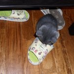 뉴욕에서 데려온 러시안블루