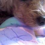 ★(新개념<b>동물</b>판) 저희 집 <b>동물</b>의 엽짤을 보여드립니다★동★물★판★...