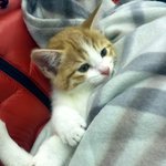 ☆★[인천,무료분양]짱귀여운우리코숏땅콩이데려가실분☆★