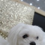 ★말티즈계 얼짱★