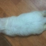 ★우리집 귀염둥이 "<b>산이</b>"