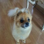 10년 함께 살아온 <b>뽀삐</b>, 지금 친구를 만들어 주는건 조금 그런가요...