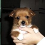 9년째 동거중인 <b>도도</b>멍뭉이'ㅁ'(9년전 광명에서 무료분양해주신분...